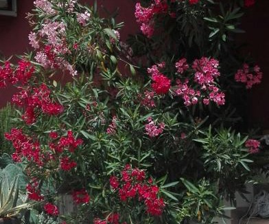 Povegliano Veronese Bed & Breakfast | B&B Le Stanze di Amelie
