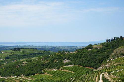 Photo of Others in San Giorgio di Valpolicella