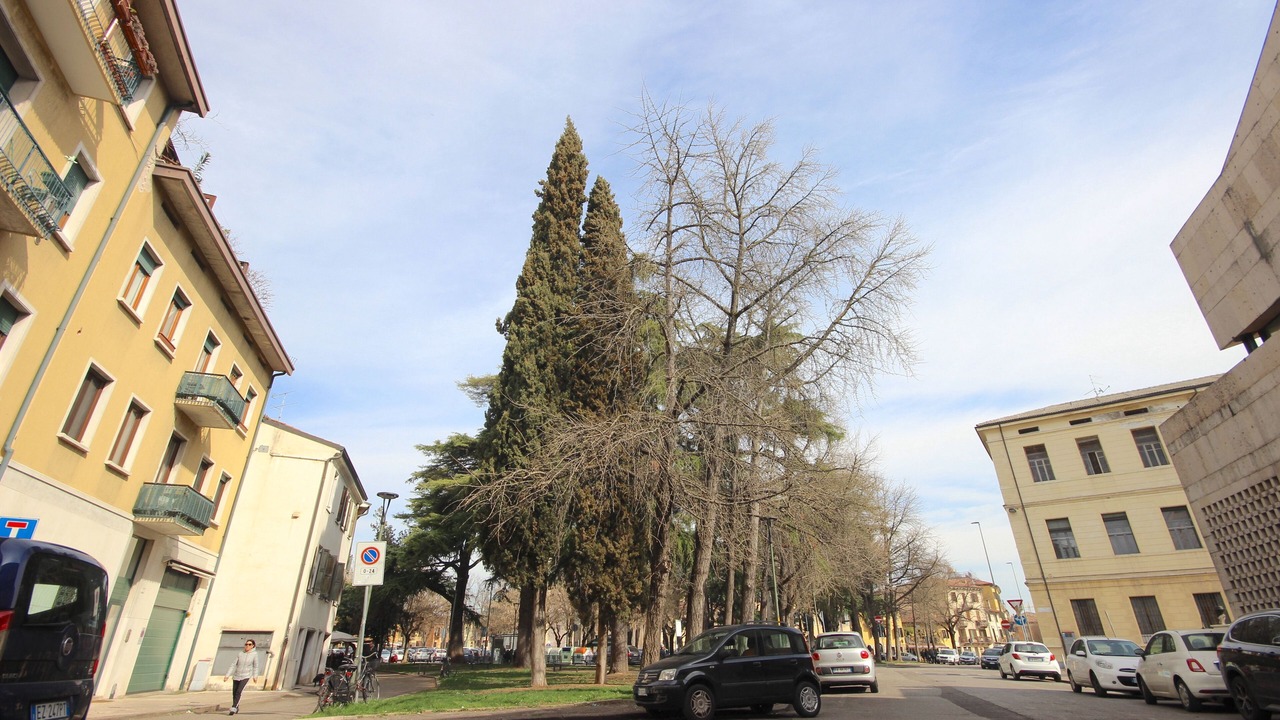 Photo of Others in San Zeno