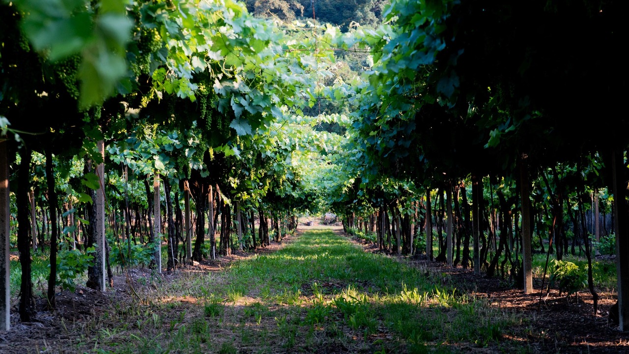 Photo of Outdoor in Colognola ai Colli