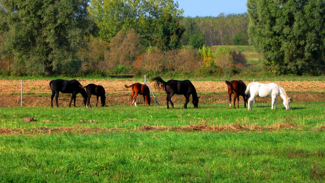 Photo of Others in Badia Polesine