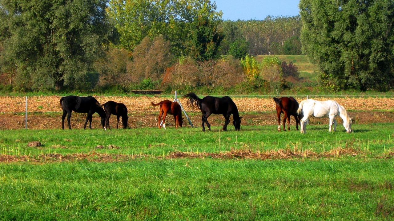 Photo of Outdoor in Badia Polesine