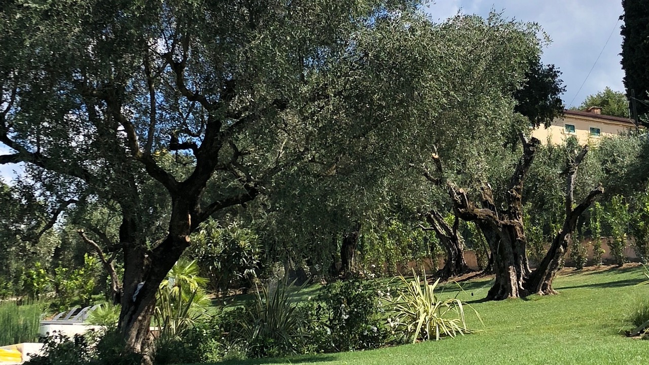 Photo of Outdoor in Borgo Trento