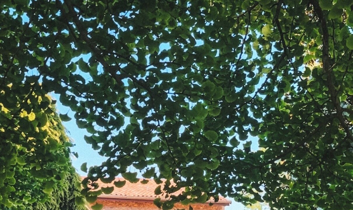 Photo of Outdoor in Negrar