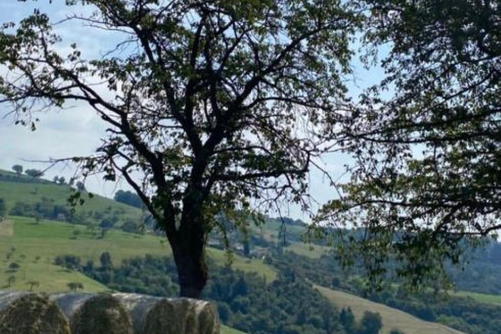 Photo of Others in Bosco Chiesanuova