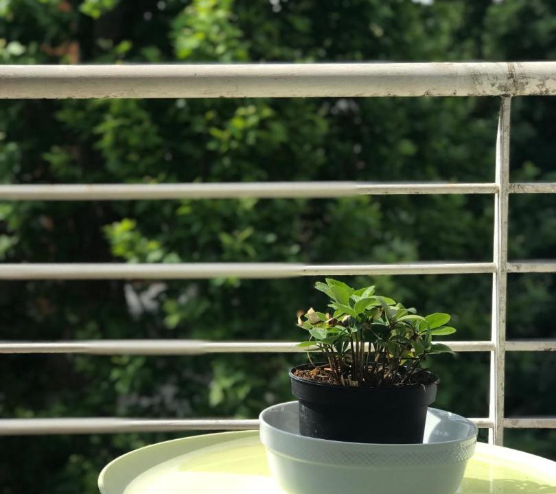 Photo of Patio Balcony in Est