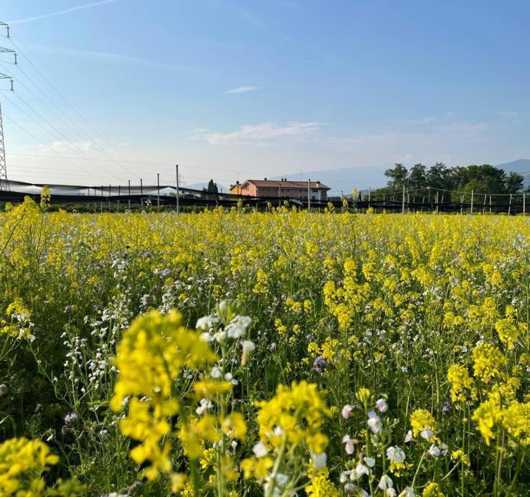 Photo of Outdoor in Pescantina