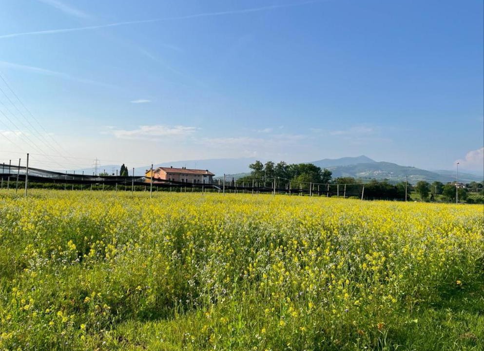 Photo of Outdoor in Pescantina