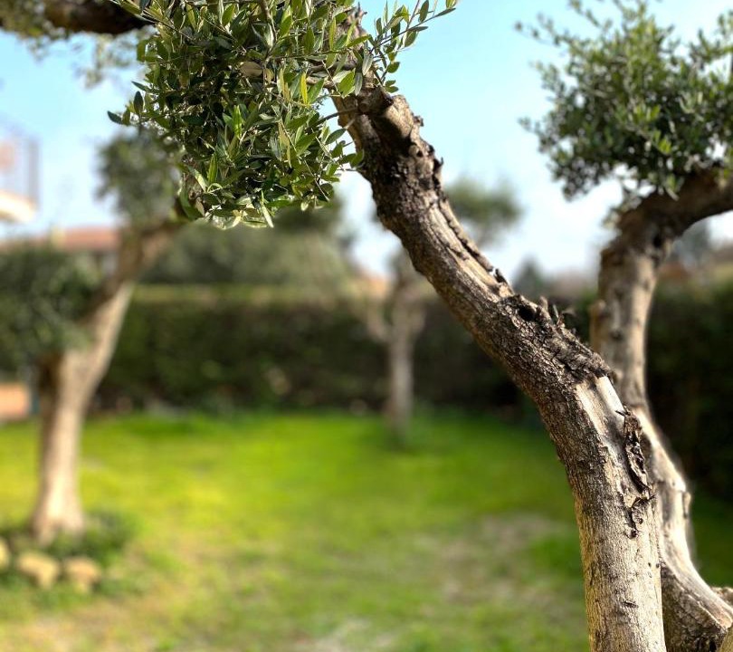 Photo of Outdoor in Domegliara