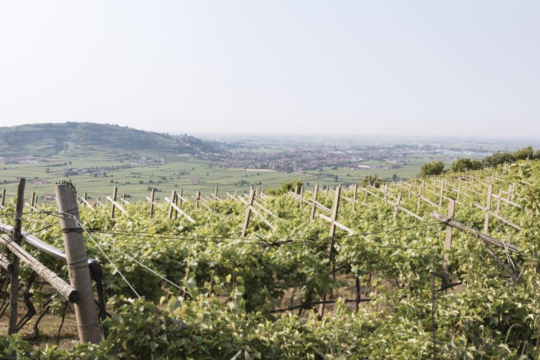 Photo of Others in Soave