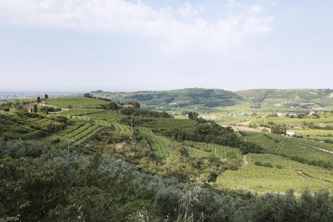 Photo of Others in Soave