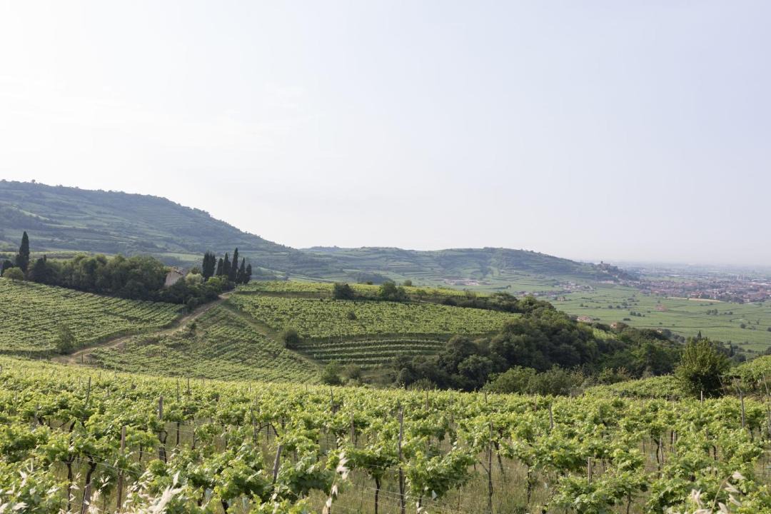 Photo of Others in Soave