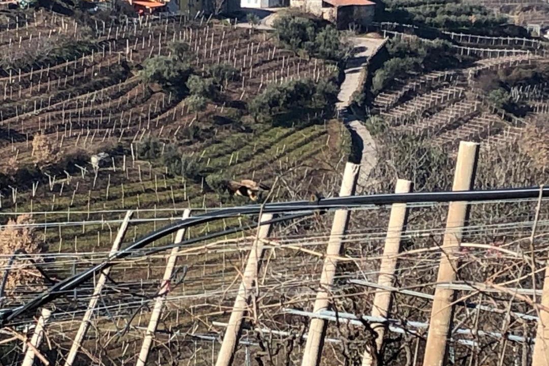 Photo of Others in Monteforte d'Alpone